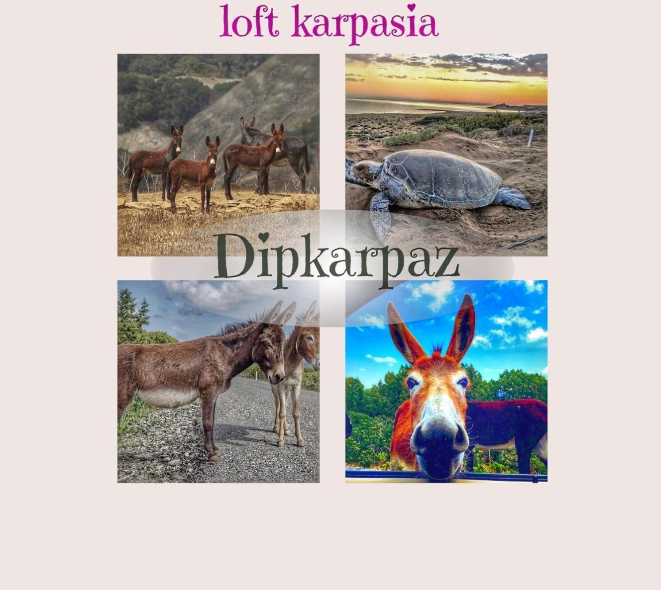 Loft Karpasia Rizokarpaso Luaran gambar
